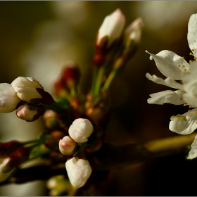  Макро :-  Prunus x yedoensis. Японска хибридна череша #№24