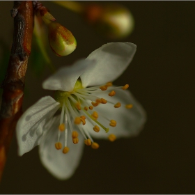  Макро :-  Джанките (Prunus cerasifera) са вид покритосеменни растения, вид Слива (Prunus) на семейство Розоцветни (Rosaceae) #№25.