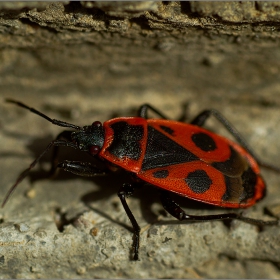  Макро :-  Великденчето или също божата кравичка (Pyrrhocoris apterus) #№26