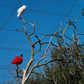 Ален ибис и бяла чапла в резервата Birds of Eden в ЮАР