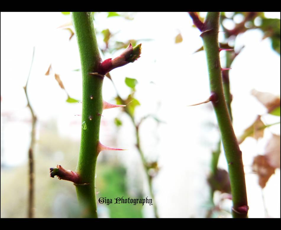Torn Thorn