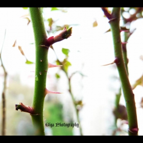 Torn Thorn