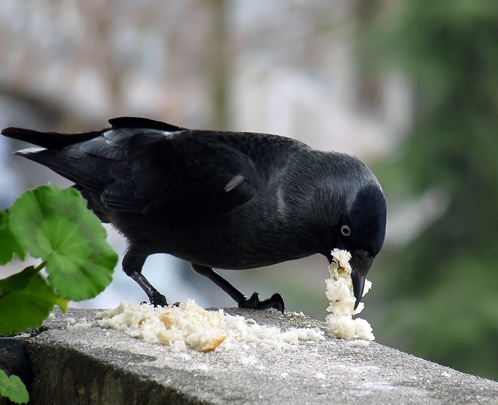  Corvus monedula - Чавка