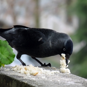  Corvus monedula - Чавка