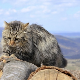 Манастирският котарак :)