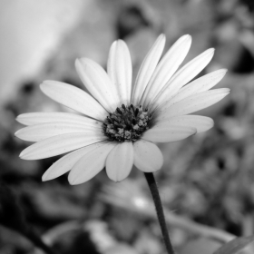 Blach&White Flower