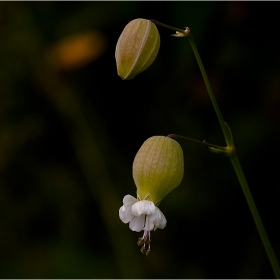  Макро :-  #№55  Обикновено плюскавиче (Silene vulgaris)