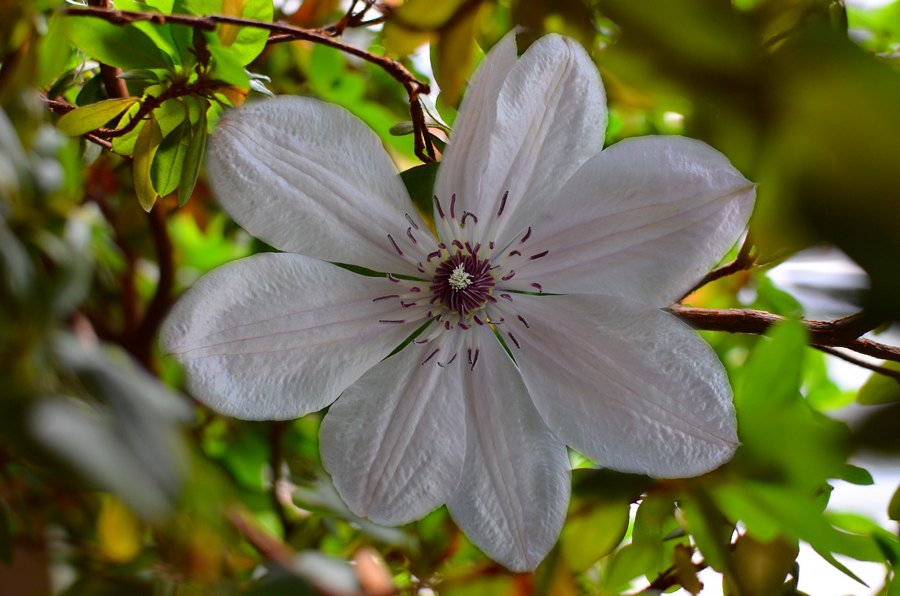clematis