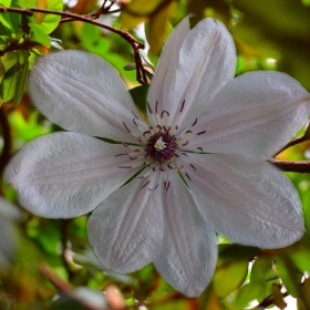clematis