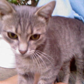 kiko