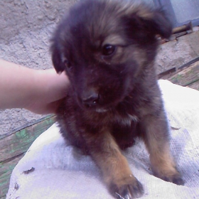buki