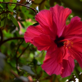 hibiscus