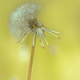 dandelion