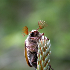 Юнски бръмбар