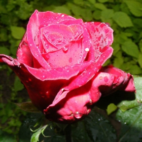 Червена роза III