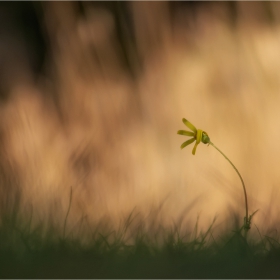 Wind of Change