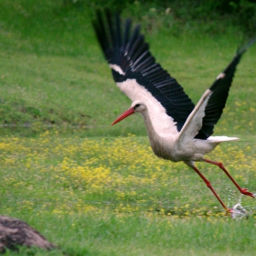 Бял щъркел/Ciconia ciconia