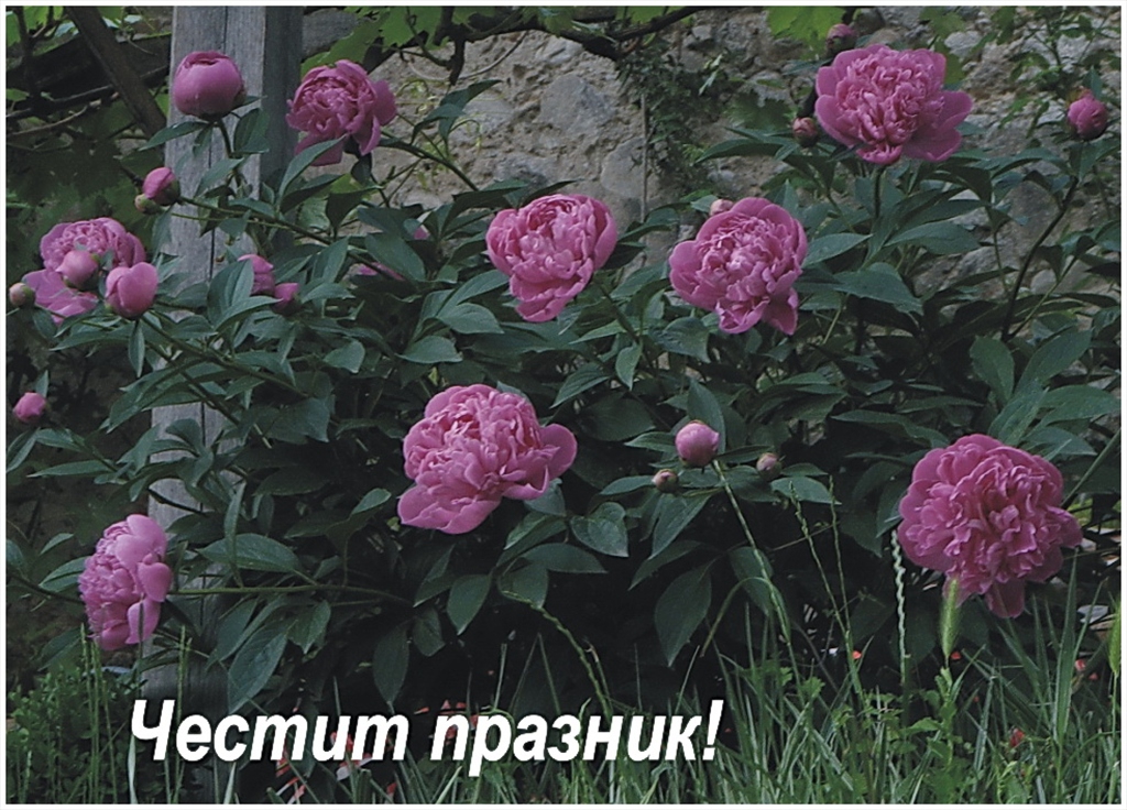 Весели и щастливи празнични дни !