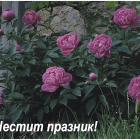 Весели и щастливи празнични дни !