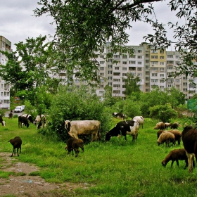 Столично пасторално