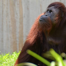 Orangutan, Pongo pygmaeus (200 mm)