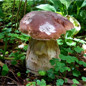 Борова манатарка (boletus pinophilus)