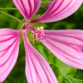 Слез - Malva sylvestris