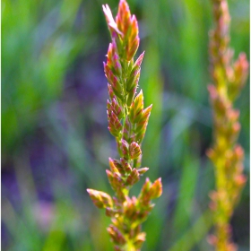 prairie grass