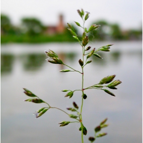 prairie grass