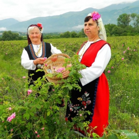 В розовите градини край Карлово