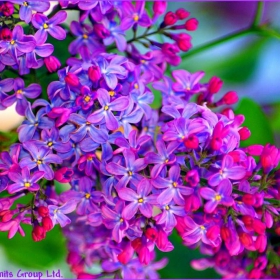 Lilac Beauty