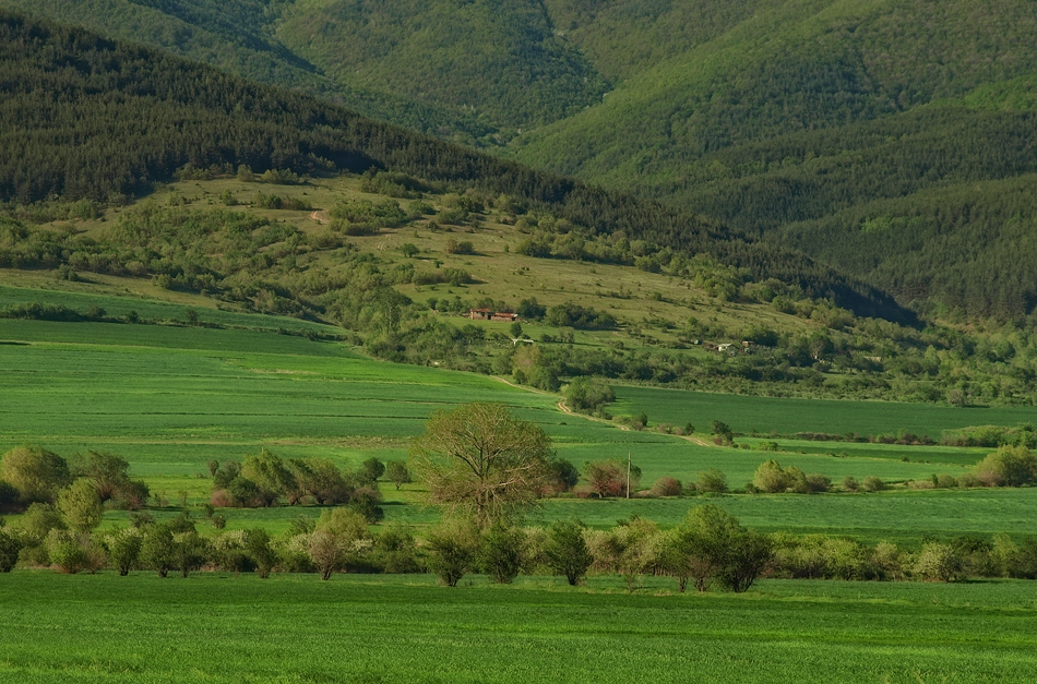 Green Fields