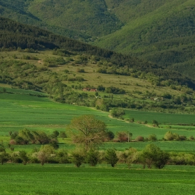 Green Fields