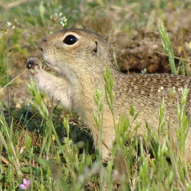 Лалугер (Spermophilus citellus)