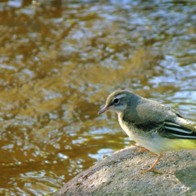 Планинска стърчиопашка/Motacilla cinerea