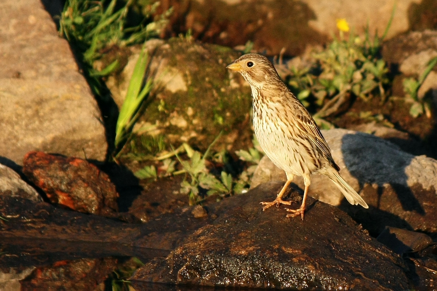 Сива овесарка/Emberiza calandra