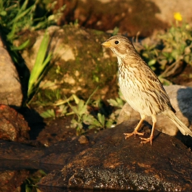 Сива овесарка/Emberiza calandra