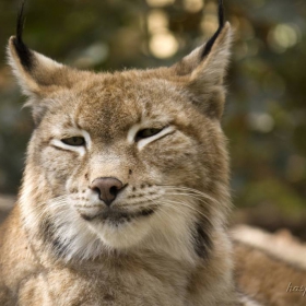 lynx