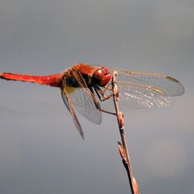 dragonfly01