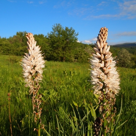 na Vitosha