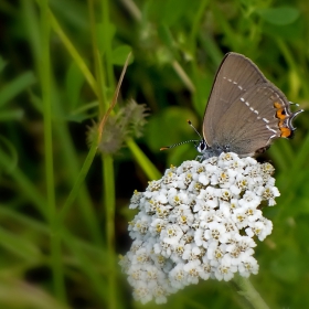 ...Satyrium ilicis...