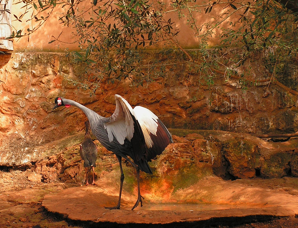Бял Жерав (White-Napped Crane)