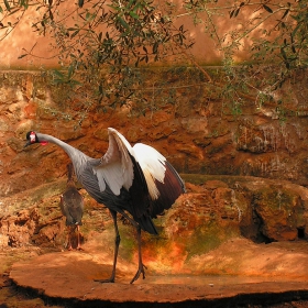 Бял Жерав (White-Napped Crane)
