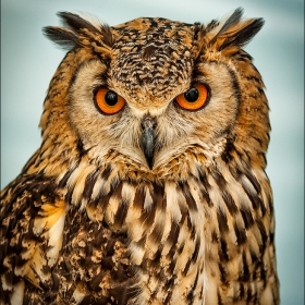 Bubo africanus