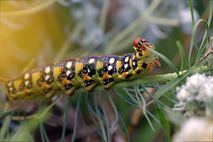 Гъсеница / Caterpillar