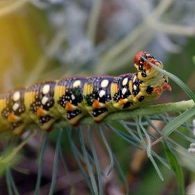 Гъсеница / Caterpillar