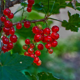 Френско грозде (Ribes rubrum)