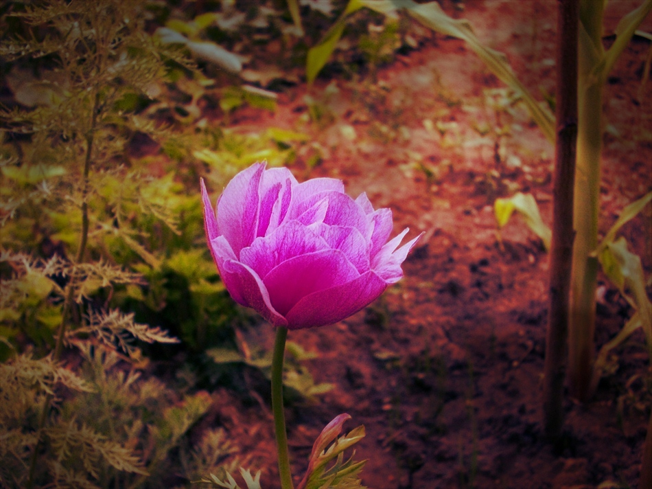 tenderness