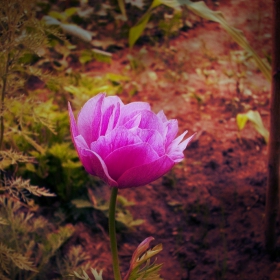 tenderness