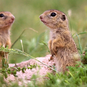 Лалугер (Spermophilus citellus)